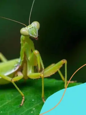 Mantis: the fascinating world of these incredible creatures