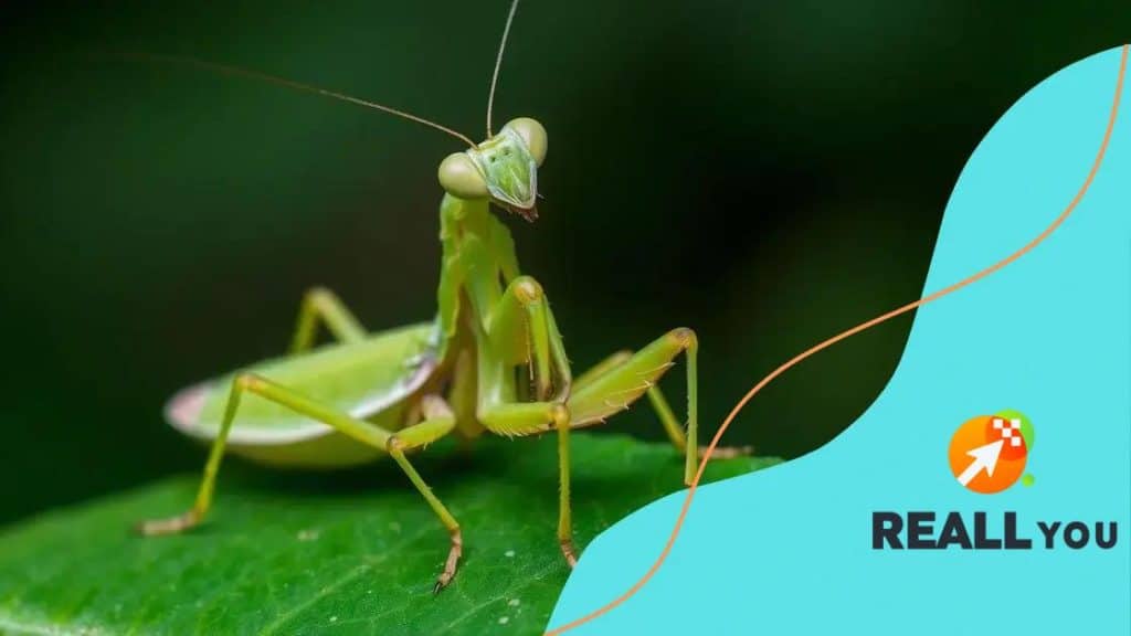 Mantis: the fascinating world of these incredible creatures