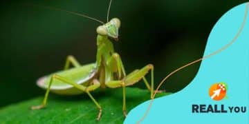 Mantis: the fascinating world of these incredible creatures