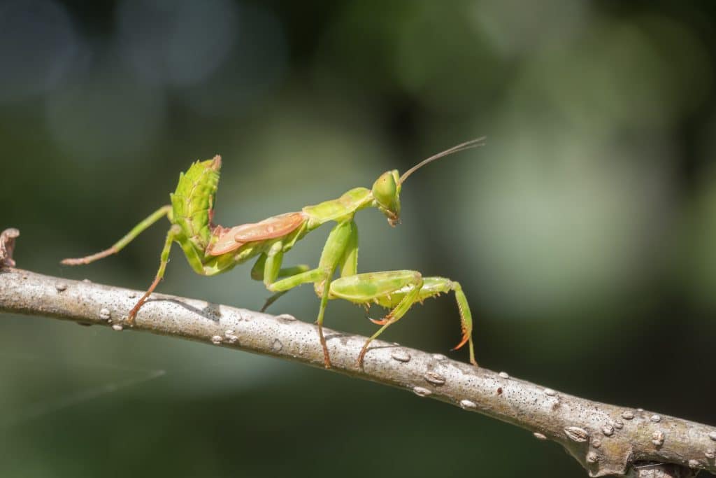 Caring for mantises as pets